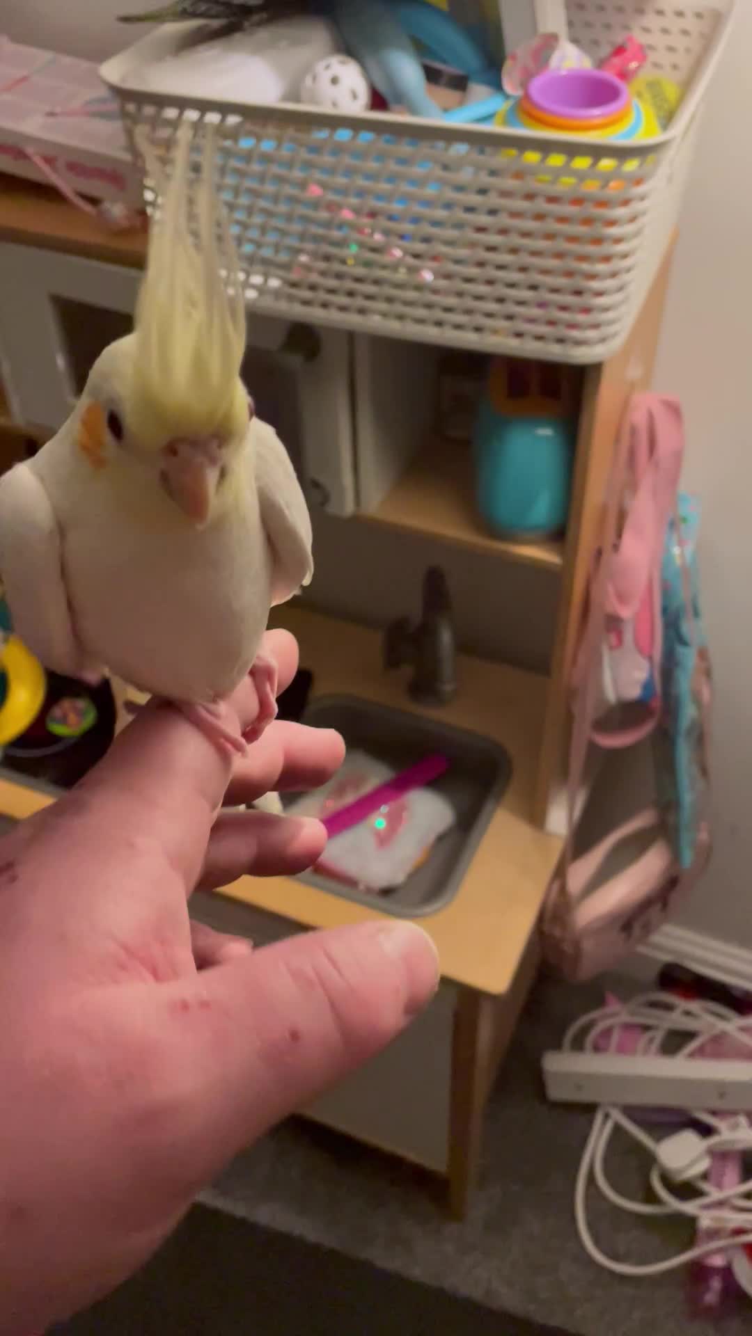 Cockatiels birds for sale: Cockatiels  - Video 1