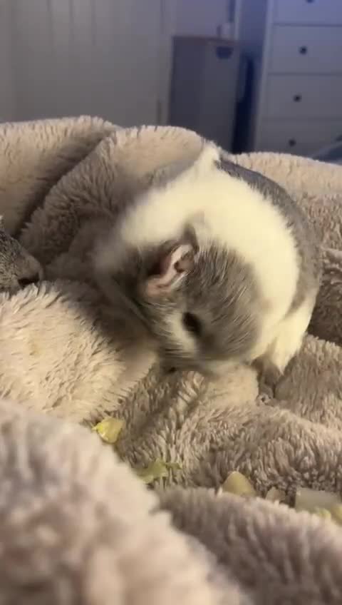 Guinea Pig rodents for sale: Gorgeous young guinea pigs  - Video 3