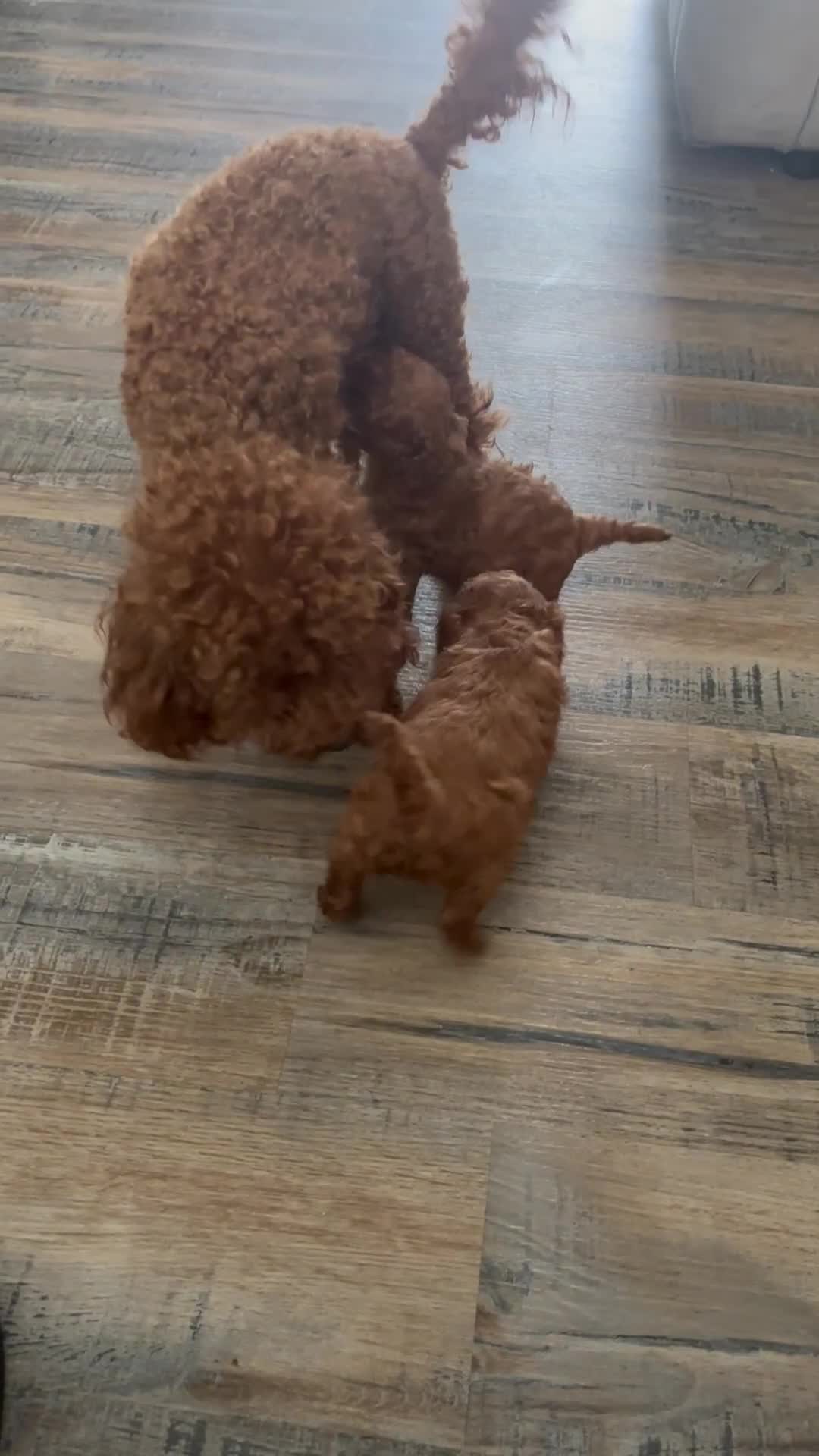 Miniature Poodle dogs for sale: Mini poodle puppies ready to leave Friday  in Swansea - Video 2