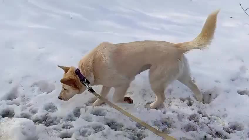 Mixed Breed dogs for adoption: ❤️ MILADY❤️ PERFECT IN EVERY WAY…2 yo upper-medium in Norwich - Video 1