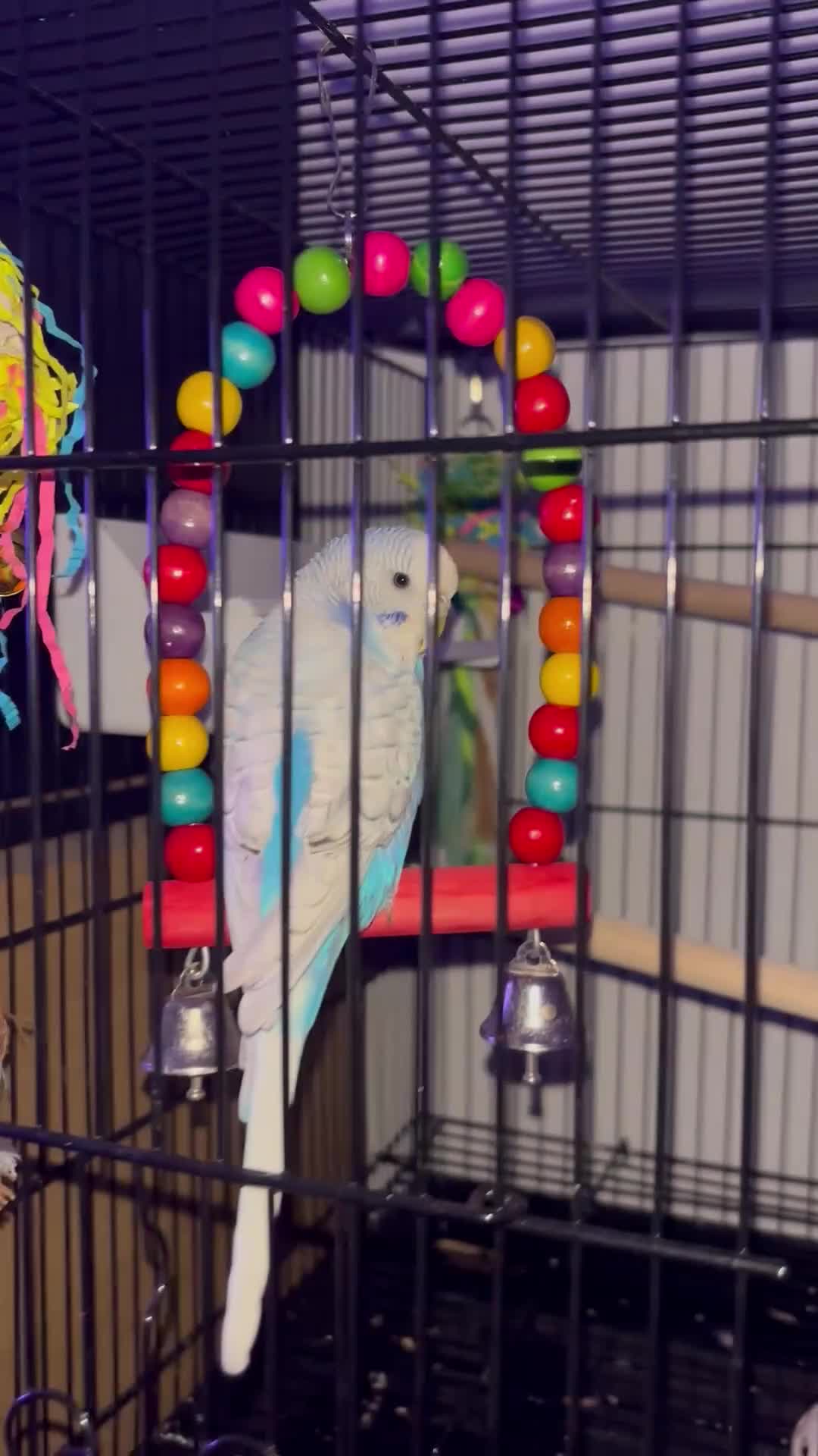 Budgerigars birds for sale: Beautiful Budgie - Video 1