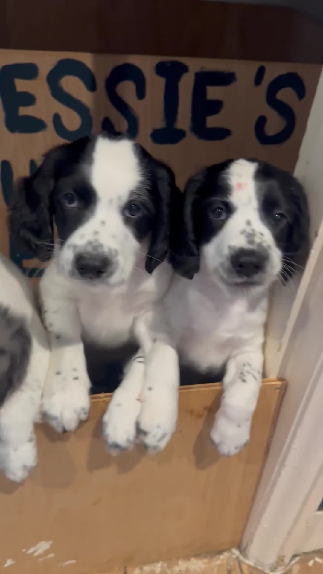 Cocker Spaniel dogs for sale: *Ready Now* Chunky Healthy Working Cocker Spaniels - Video 2