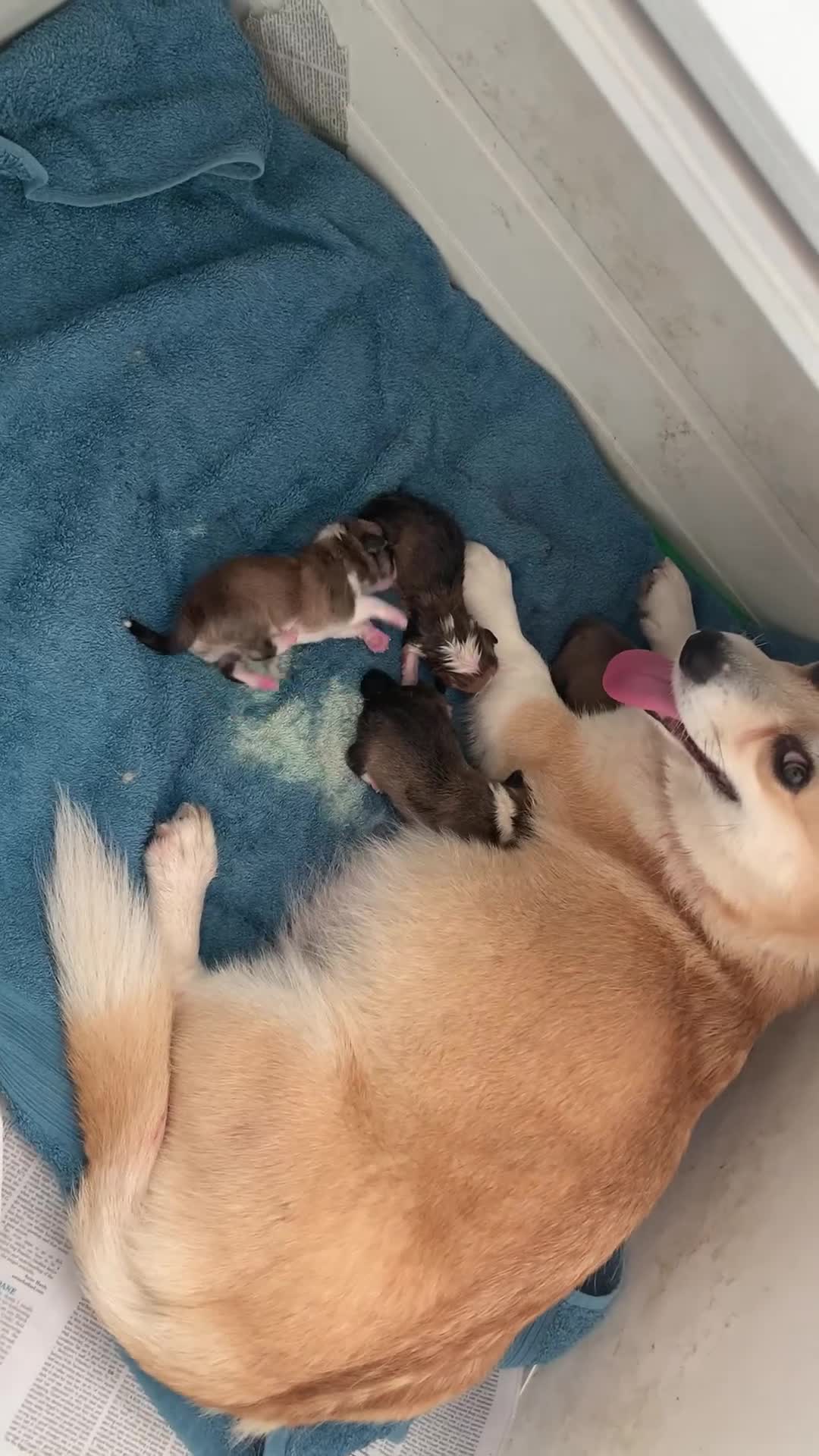 Welsh Corgi Pembroke dogs for sale: Pembroke corgi  - Video 1