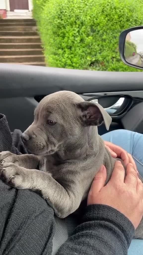 Staffordshire Bull Terrier dogs for sale: Staffordshire bull terrier babies - Video 1
