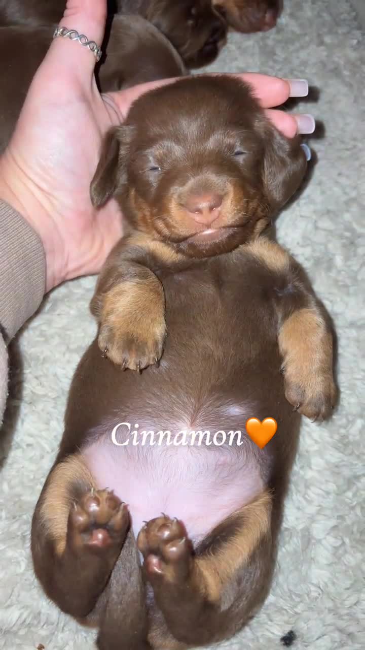 Miniature Dachshund dogs for sale: Our chocolate and tan pups  - Video 2