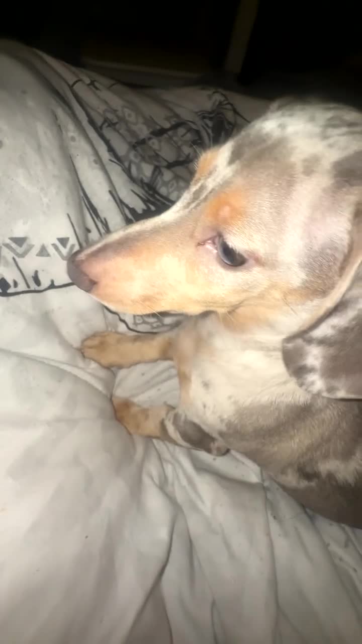 Miniature Dachshund dogs for sale: Milo  - Video 1