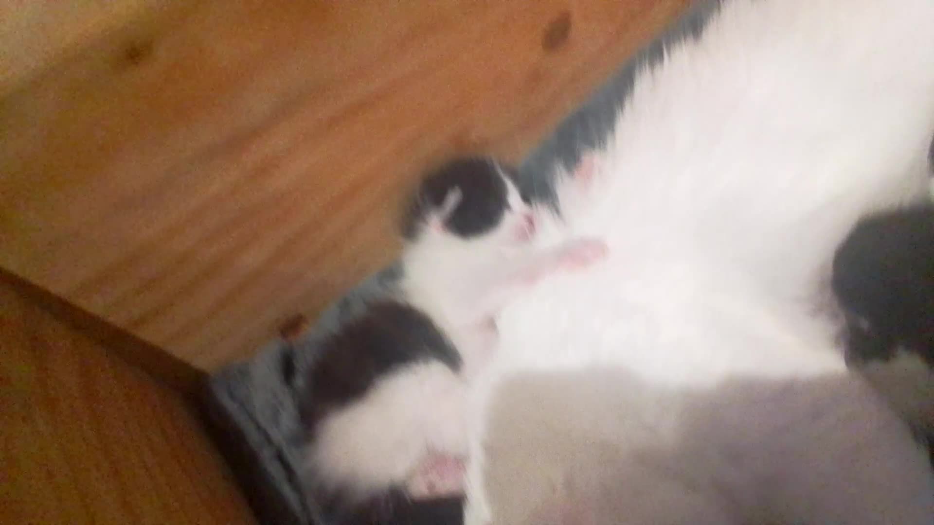 Ragdoll cats for sale: ragdoll X kittens £150 ready Now - Video 2