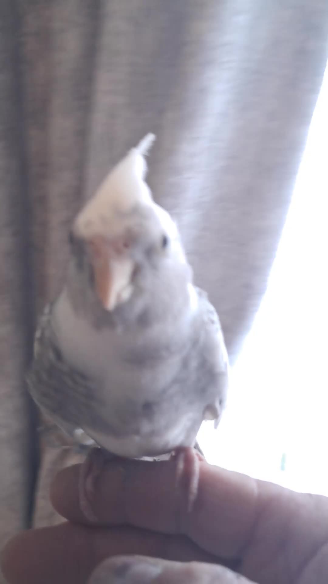 Cockatiels birds for sale: Hand reared baby cocktails ready now for they home - Video 2