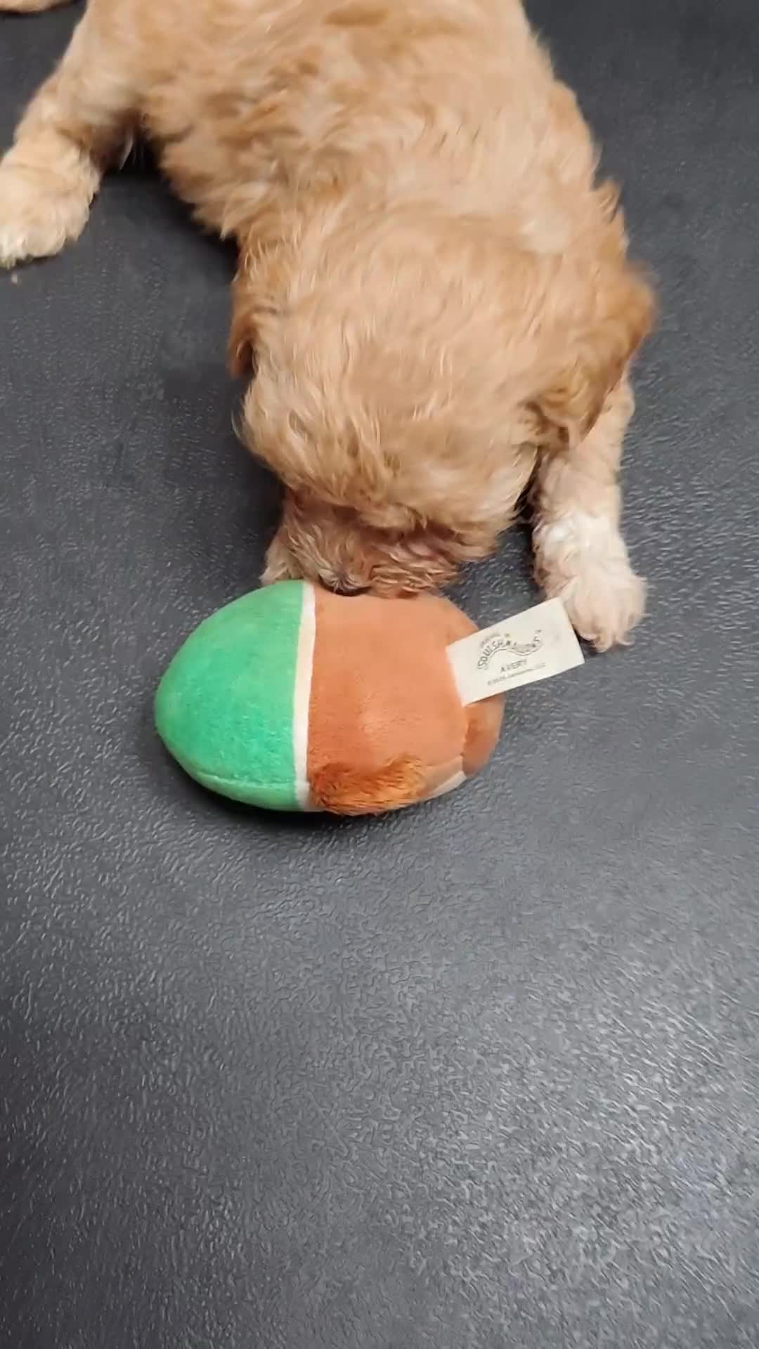 Maltipoo dogs for sale: Maltipoo F1 - Video 1