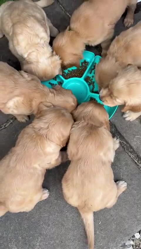 Golden Retriever dogs for sale: 2 beautiful golden retriever boys available. - Video 3