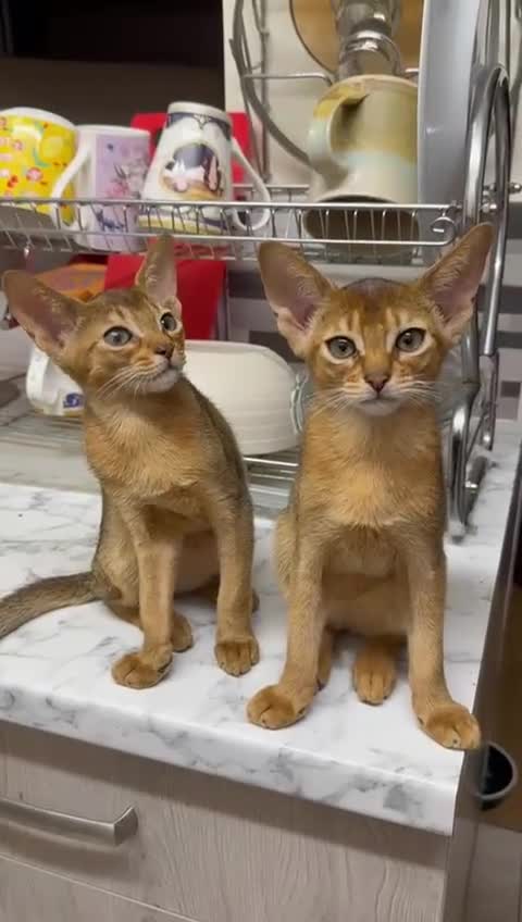 Abyssinian cats for sale: Gorgeous Abyssinian kitten, last one!  - Video 2
