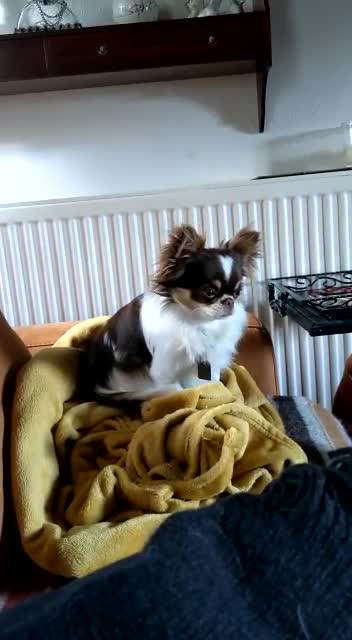 Chihuahua dogs for stud: K.C Russian/Polish Choc and White Chi L/C Stud in Dagenham - Video 1