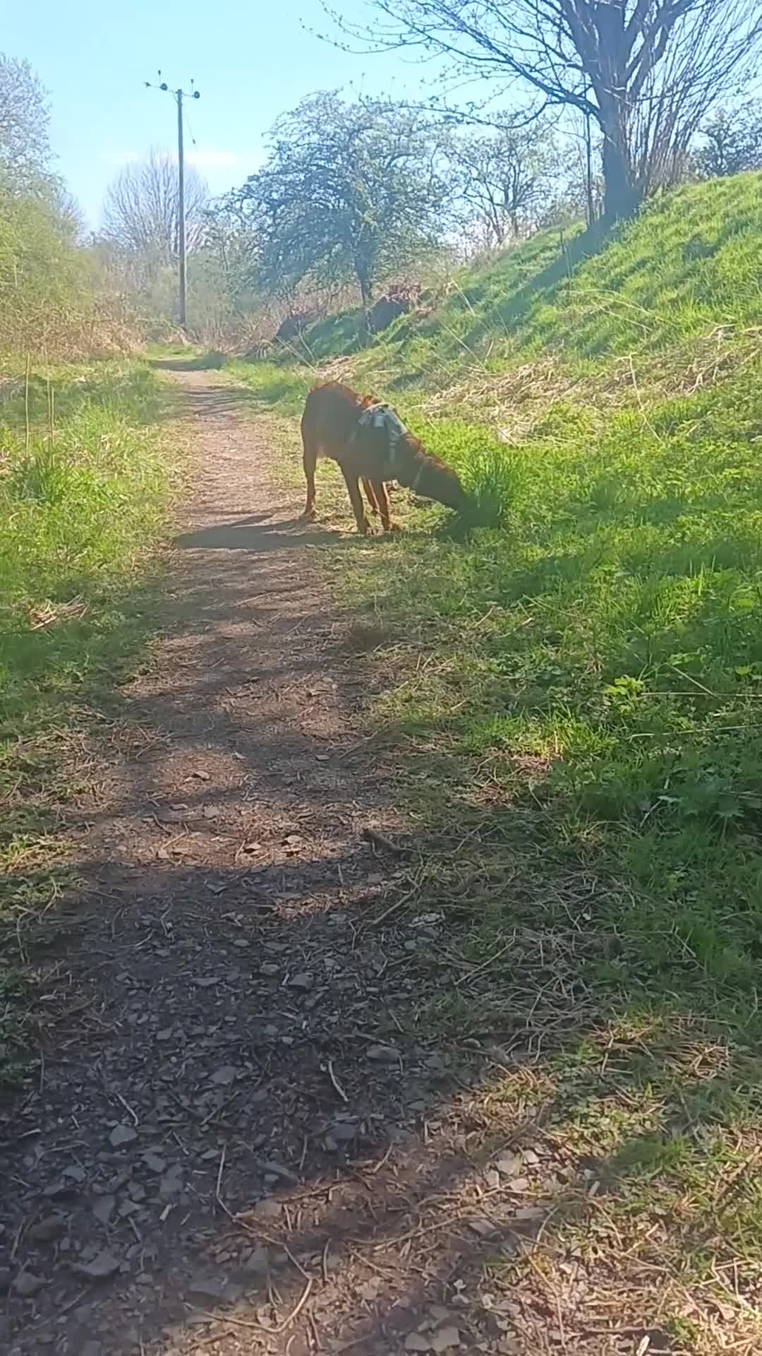 Mixed Breed dogs for sale: Border collie x - Max & Prince - Video 2