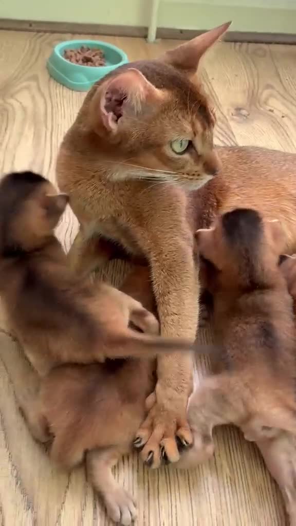 Abyssinian cats for sale: TICA 5* pedigree Abyssinian Kittens  - Video 1