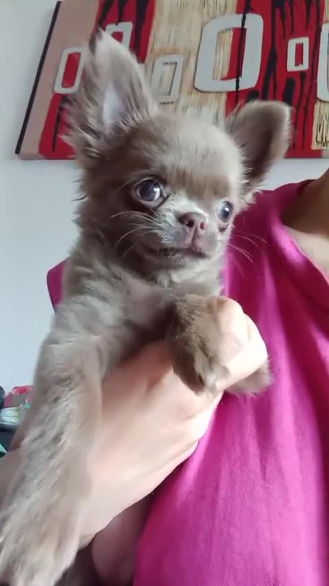 Chihuahua dogs for sale: Dna tested parents Lilac girl - Video 1