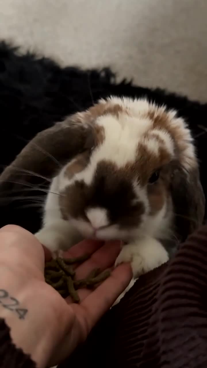 Mixed Breed rabbits for sale: Male Mixed Rabbit in Northampton - Video 1