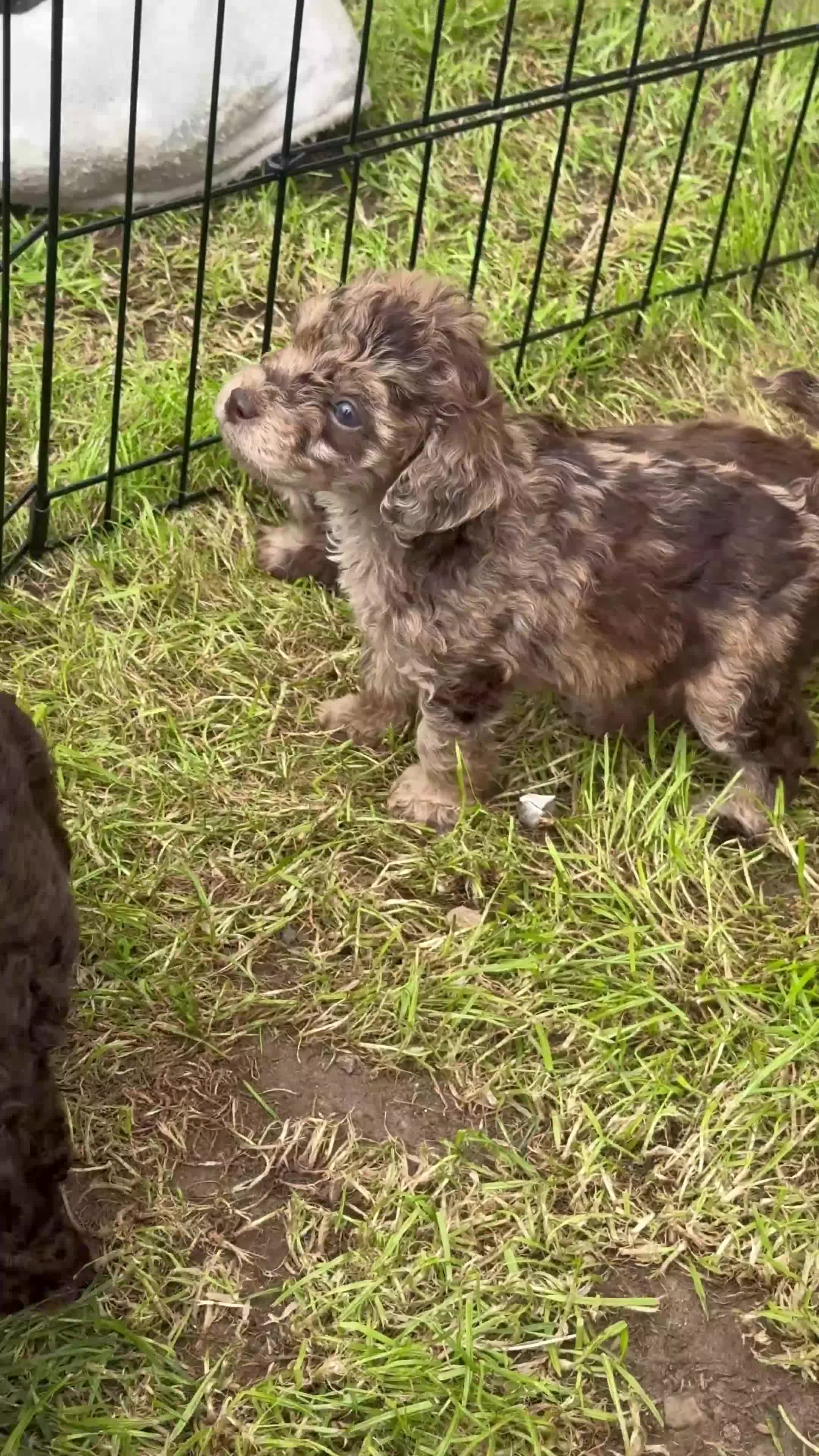Mixed Breed dogs for sale: Chocolate merl Cockerpoo puppies - Video 2