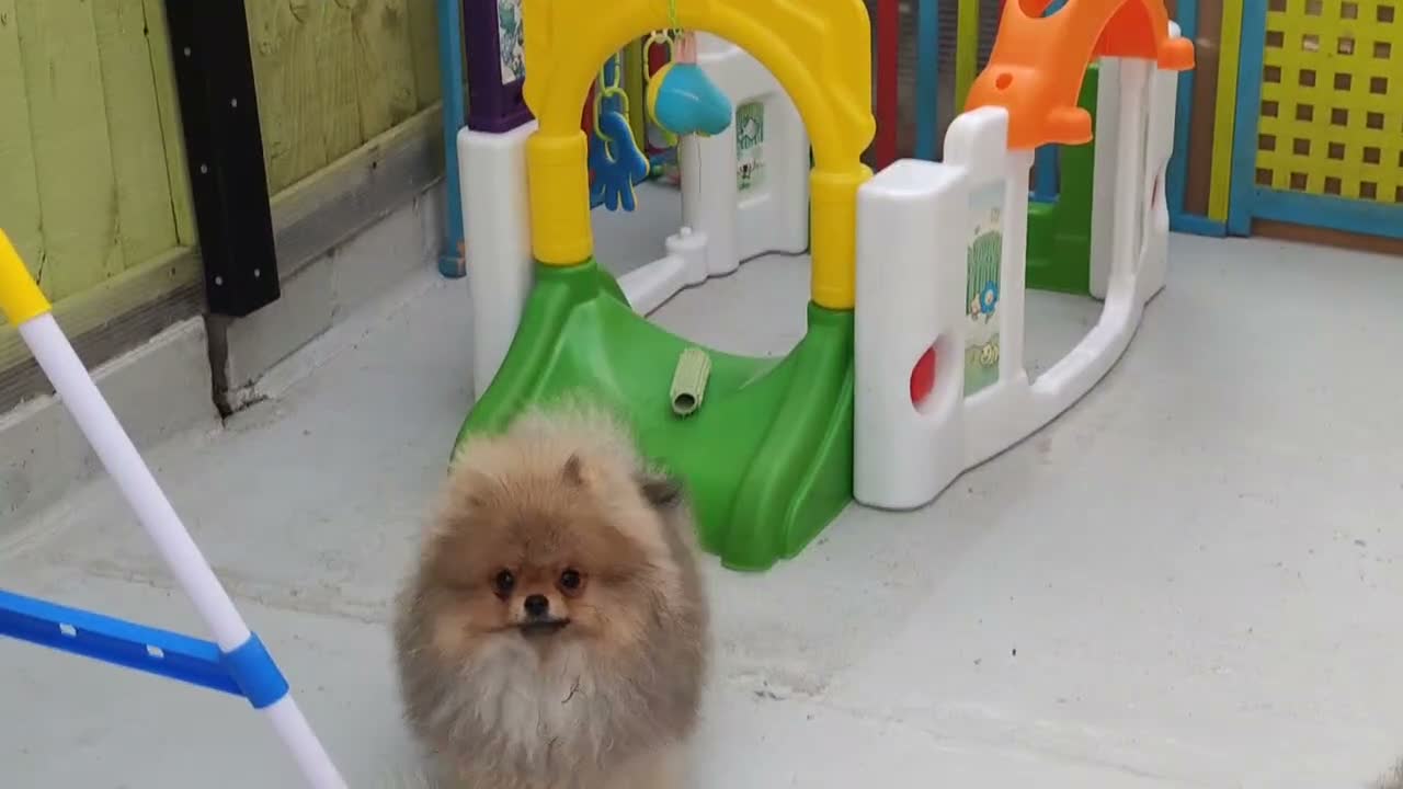 Pomeranian dogs for sale: Incredibly fluffy Pom puppies  - Video 1