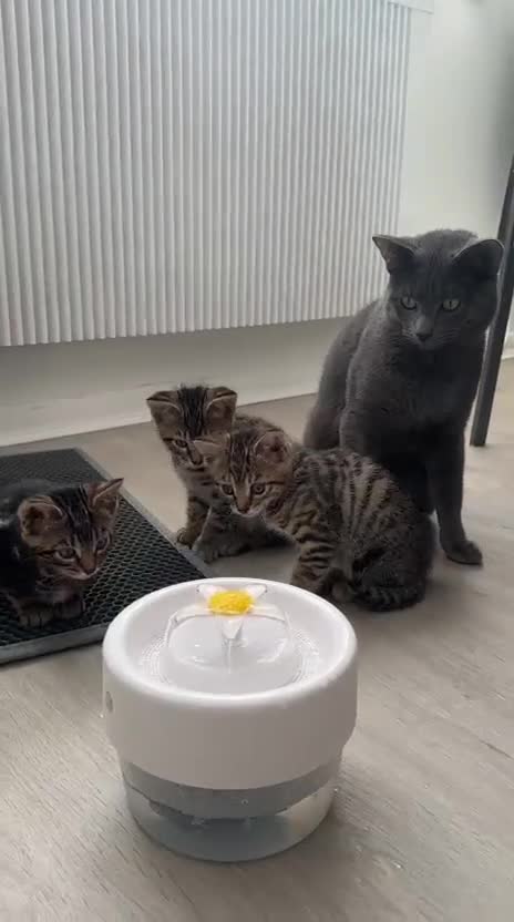 Mixed Breed cats for sale: TICA Registered Bengal x Russian Blue Kittens - Video 1