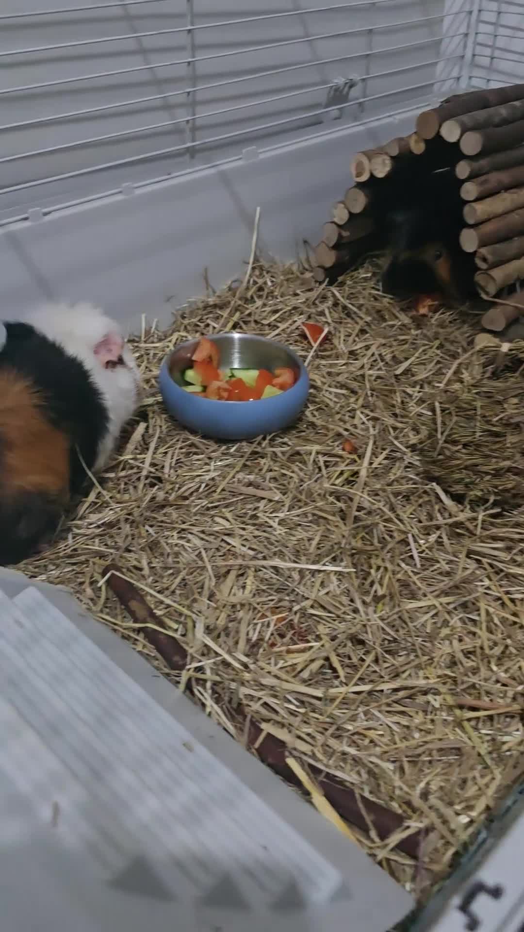 Mixed Breed reptiles for sale: 2 crested guinea pigs - Video 1