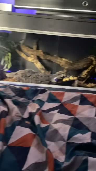 Python Snake reptiles for sale: Royal Python full setup viv,decor,heat mat,light in Witney - Video 3