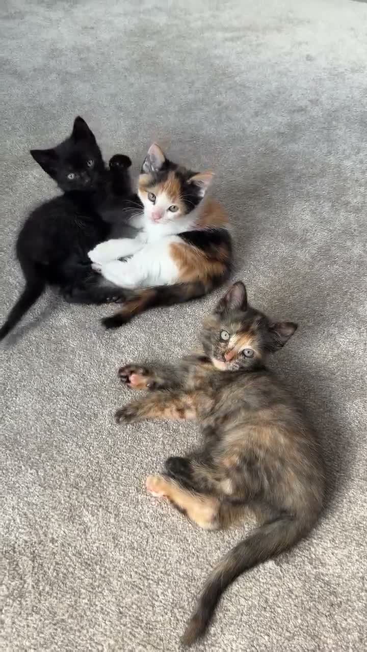 Mixed Breed cats for sale: Four beautiful ragdoll mix kittens - Video 1