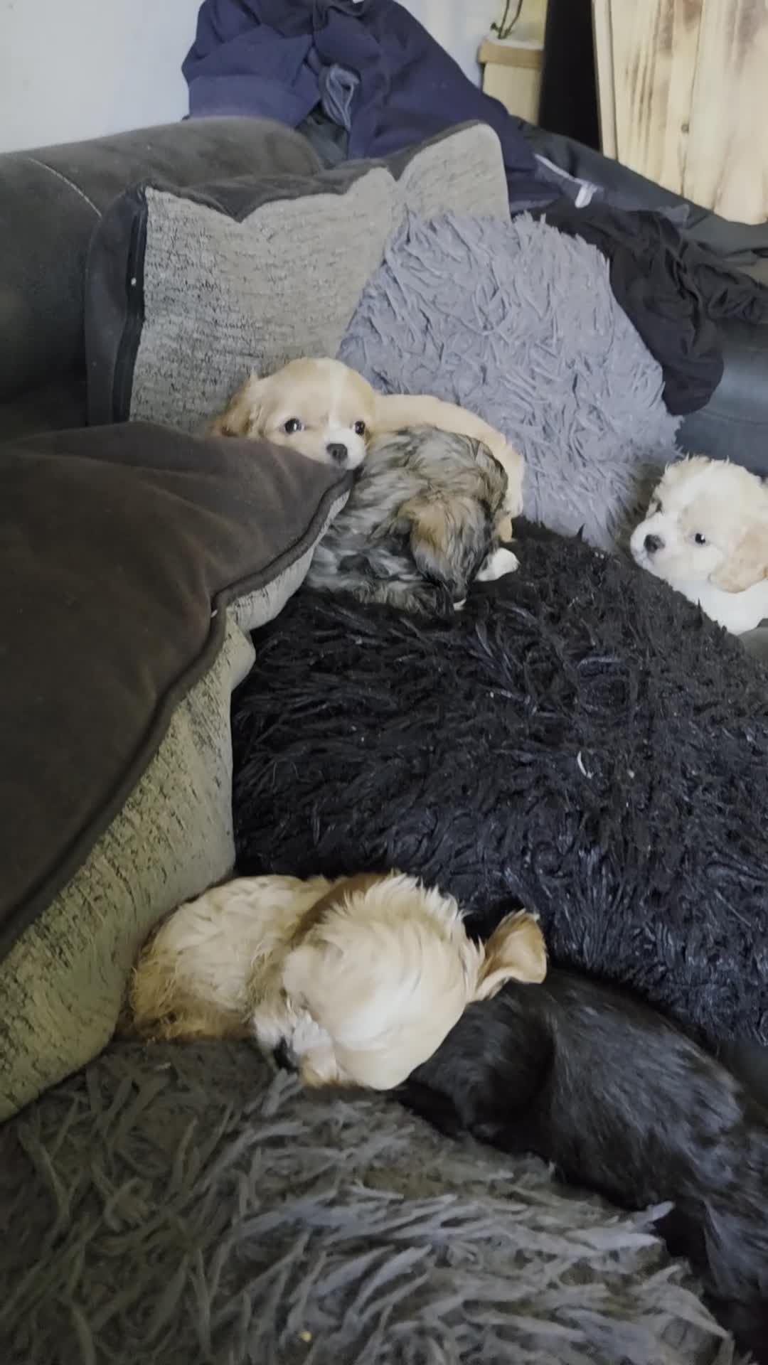 Cava Tzu dogs for sale: Cava tzu puppies - Video 1