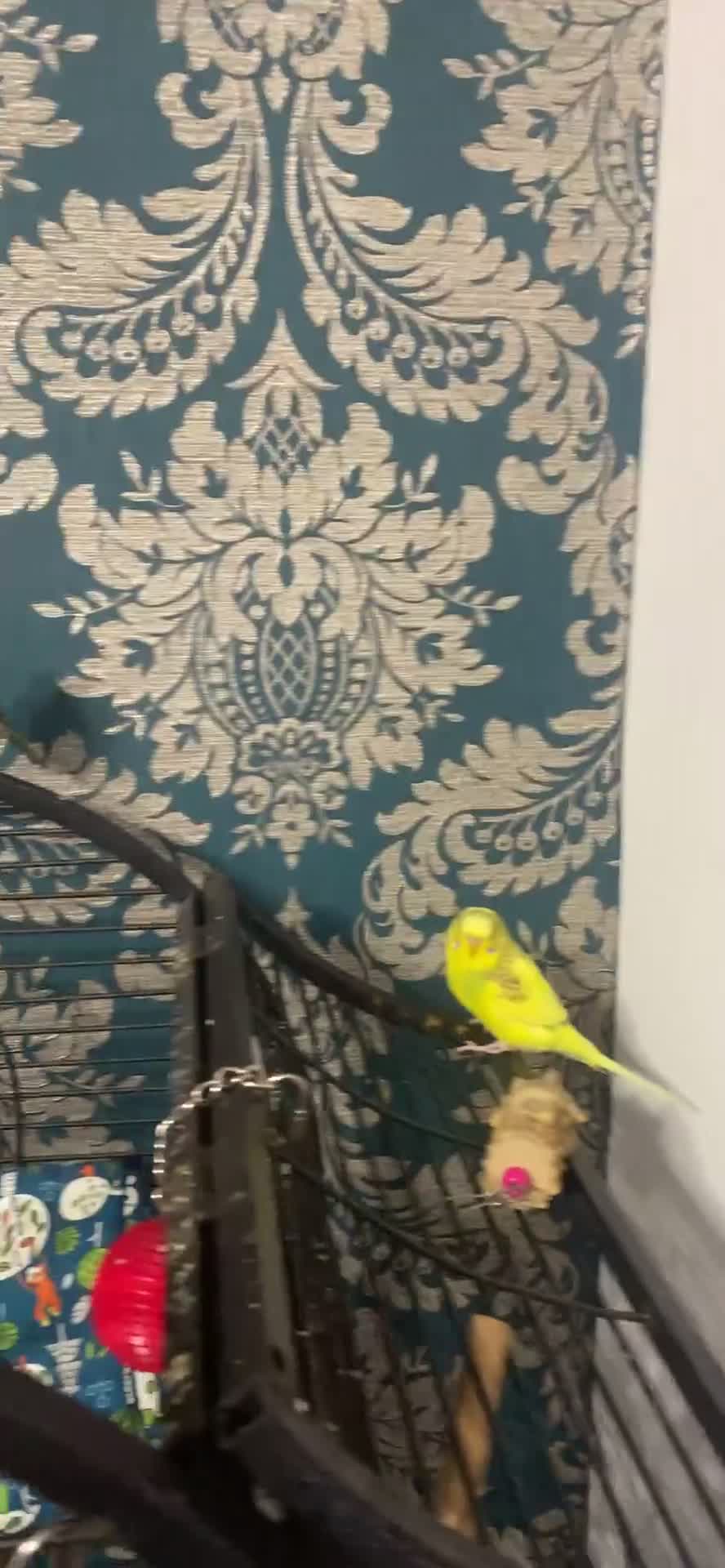 Budgerigars birds for sale: 4 budgies+ 1 canary  in Burnley - Video 1