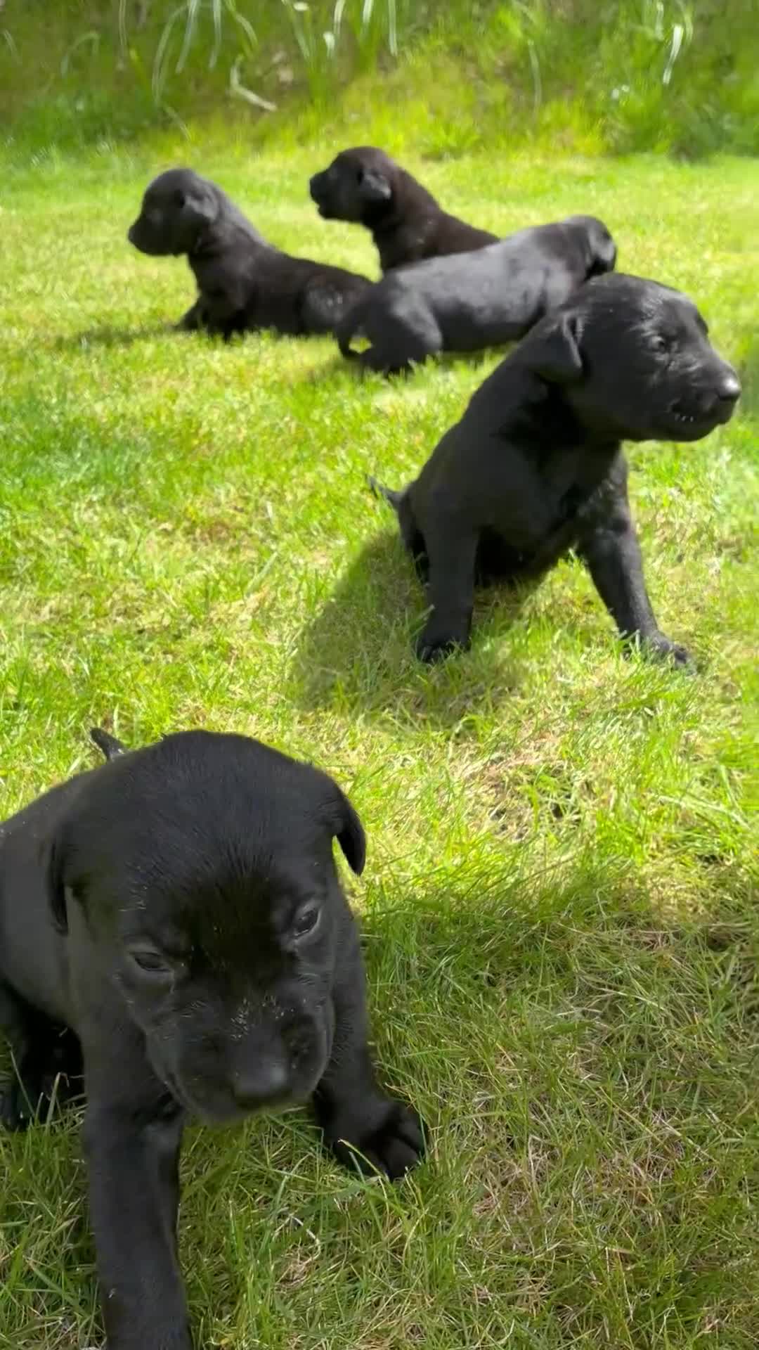 Borador dogs for sale: 7x beautiful Fox Red Labrador x collie puppies  in Ivybridge - Video 1