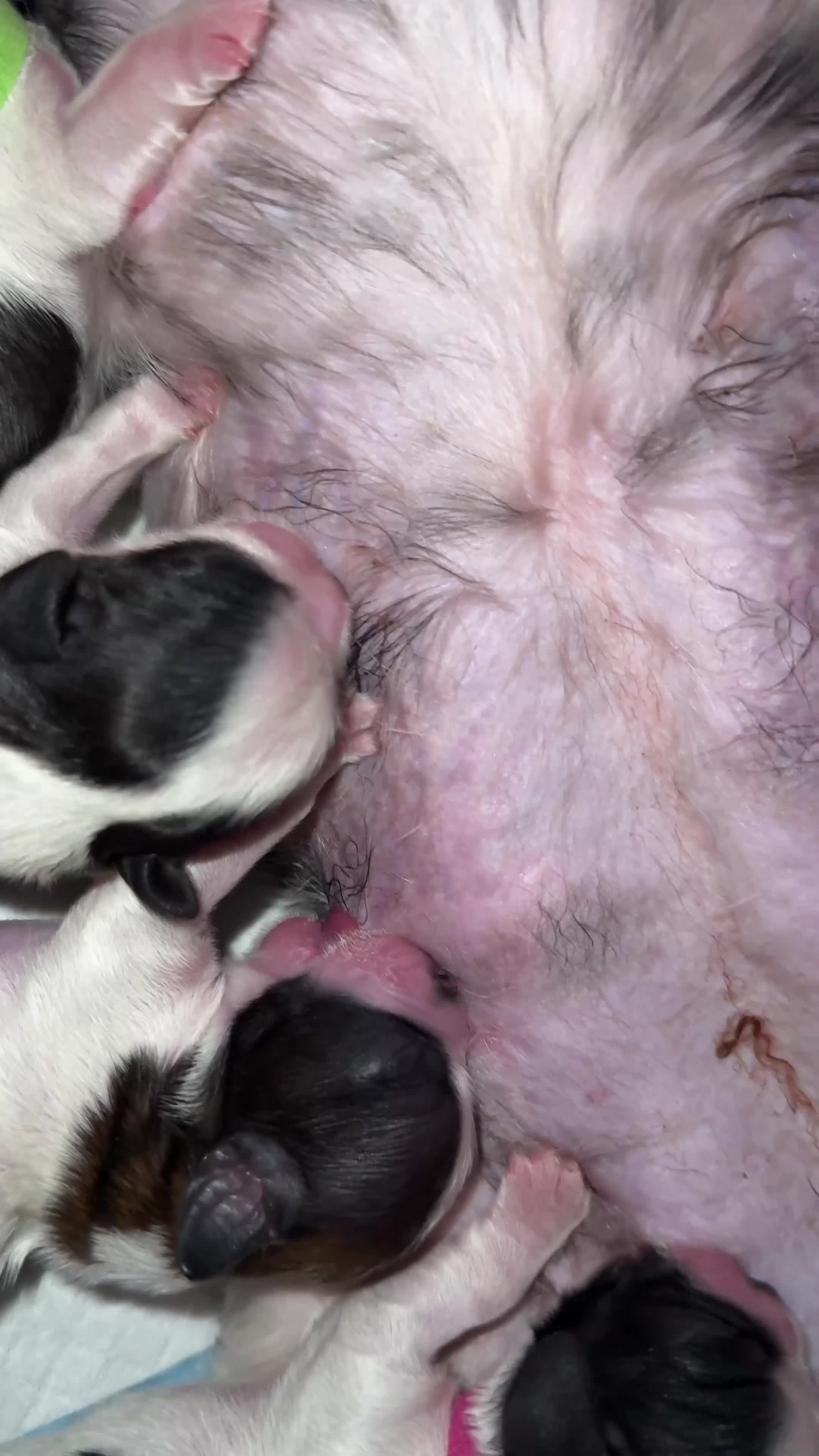 Shih Tzu dogs for sale: ShihTzu Newborn Puppies 💕Home-Raised & Well-Loved - Video 2