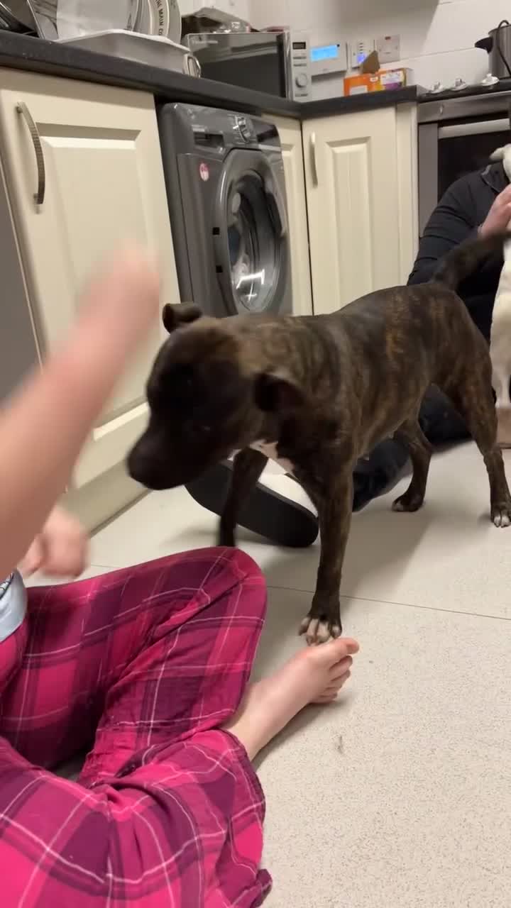 American Bull Staffy dogs for sale: Rozy & Roxy  - Video 1