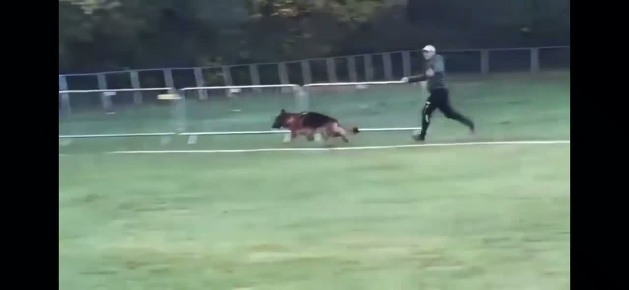 German Shepherd dogs for stud: Yoko von Empiere– AVAILABLE FOR STUD - Video 2