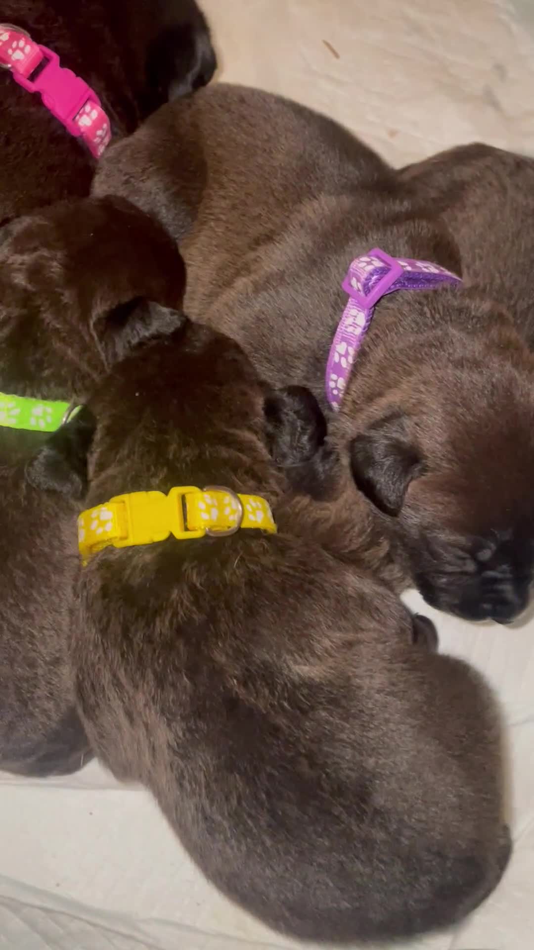 Mixed Breed dogs for sale: Bullmastiff X Labrador puppies for sale  - Video 1