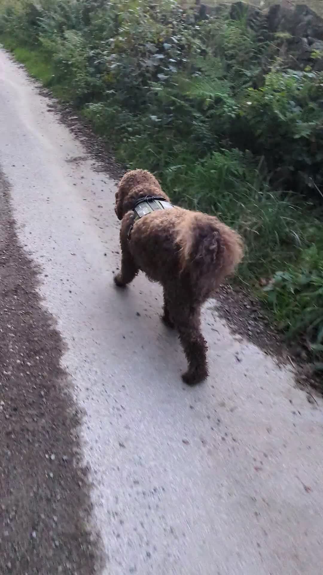 Cockapoo dogs for sale: 4 year old Cockapoo  - Video 2