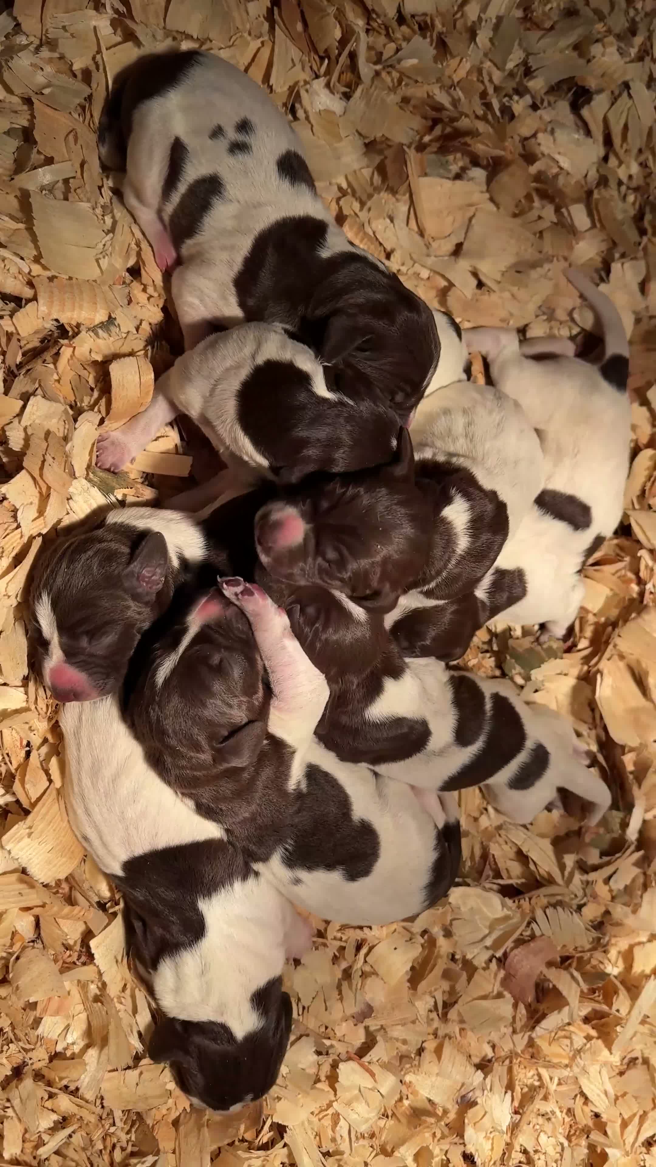 German Shorthaired Pointer dogs for sale: Outstanding versatile German Shorthaired Pointers - Video 1