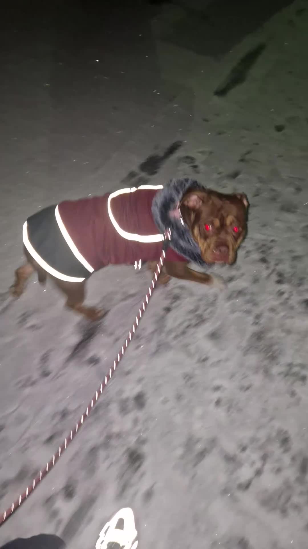 Mixed Breed dogs for sale: 3 year old pocket bulky cross  in Bury - Video 1