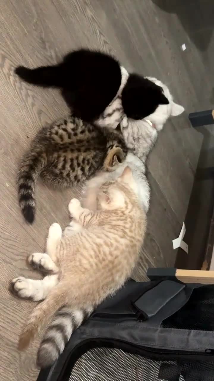 British Shorthair cats for sale: British short hair kittens  - Video 2