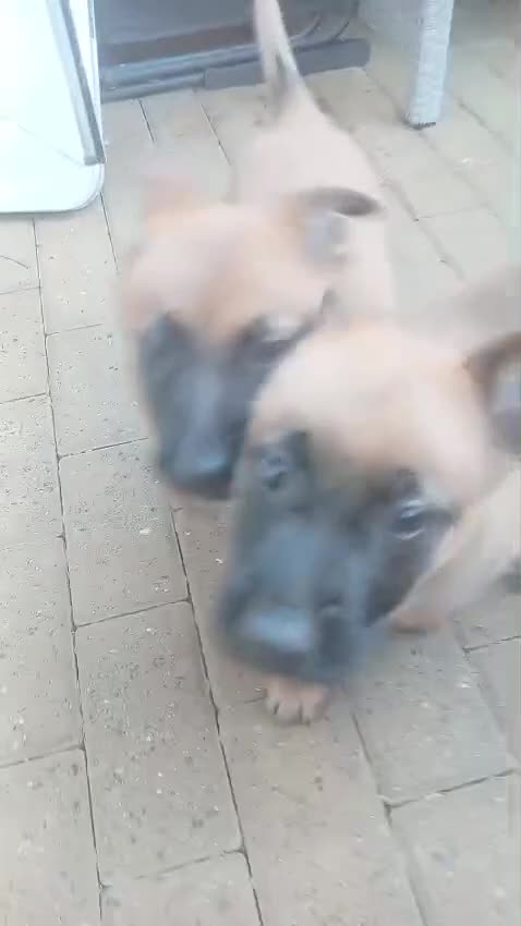 Belgian Shepherd Dog dogs for sale: Belgian Malinois Puppies Ready Now - Video 4