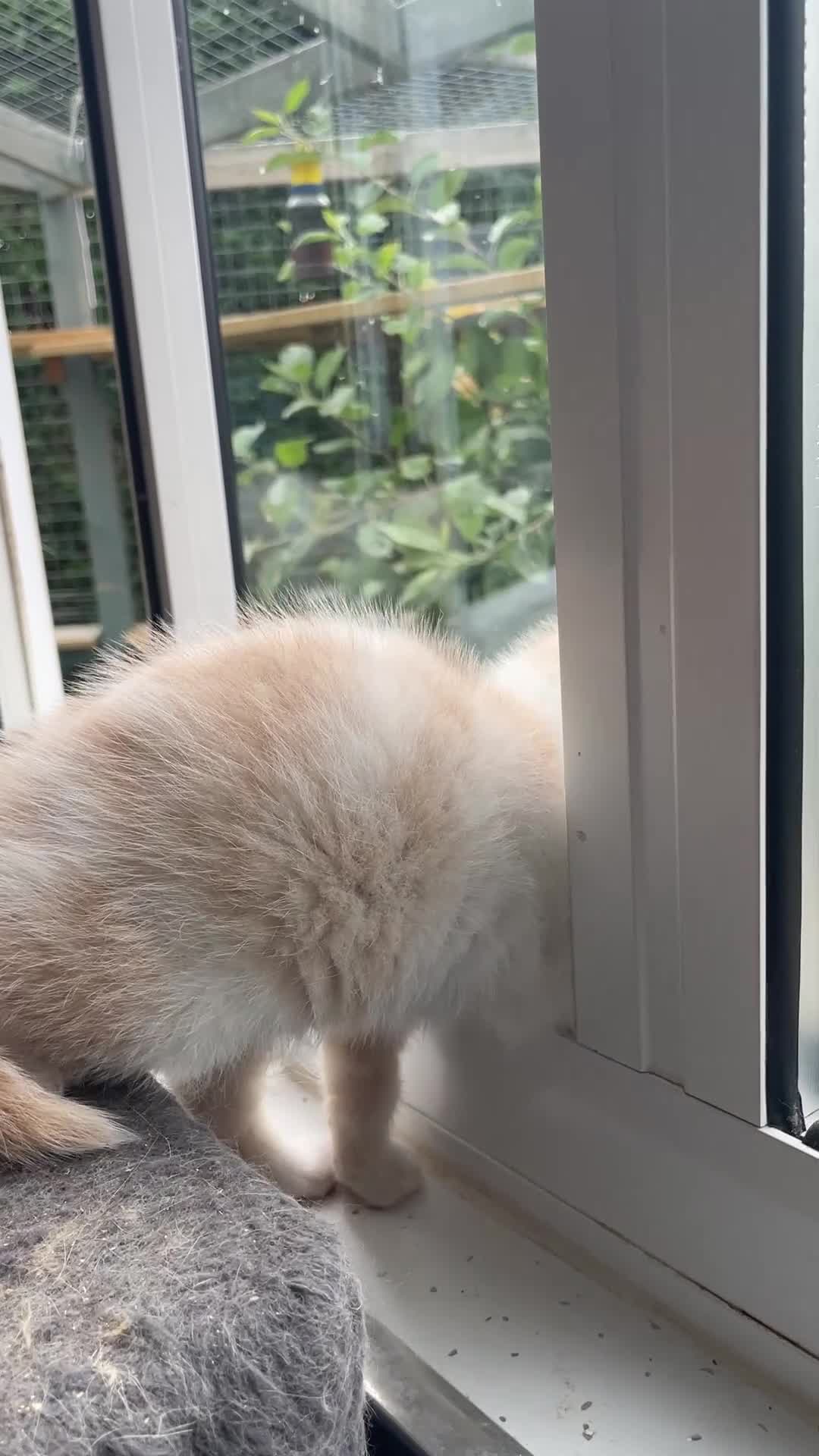 British Shorthair cats for sale: British shorthair kittens.  - Video 1