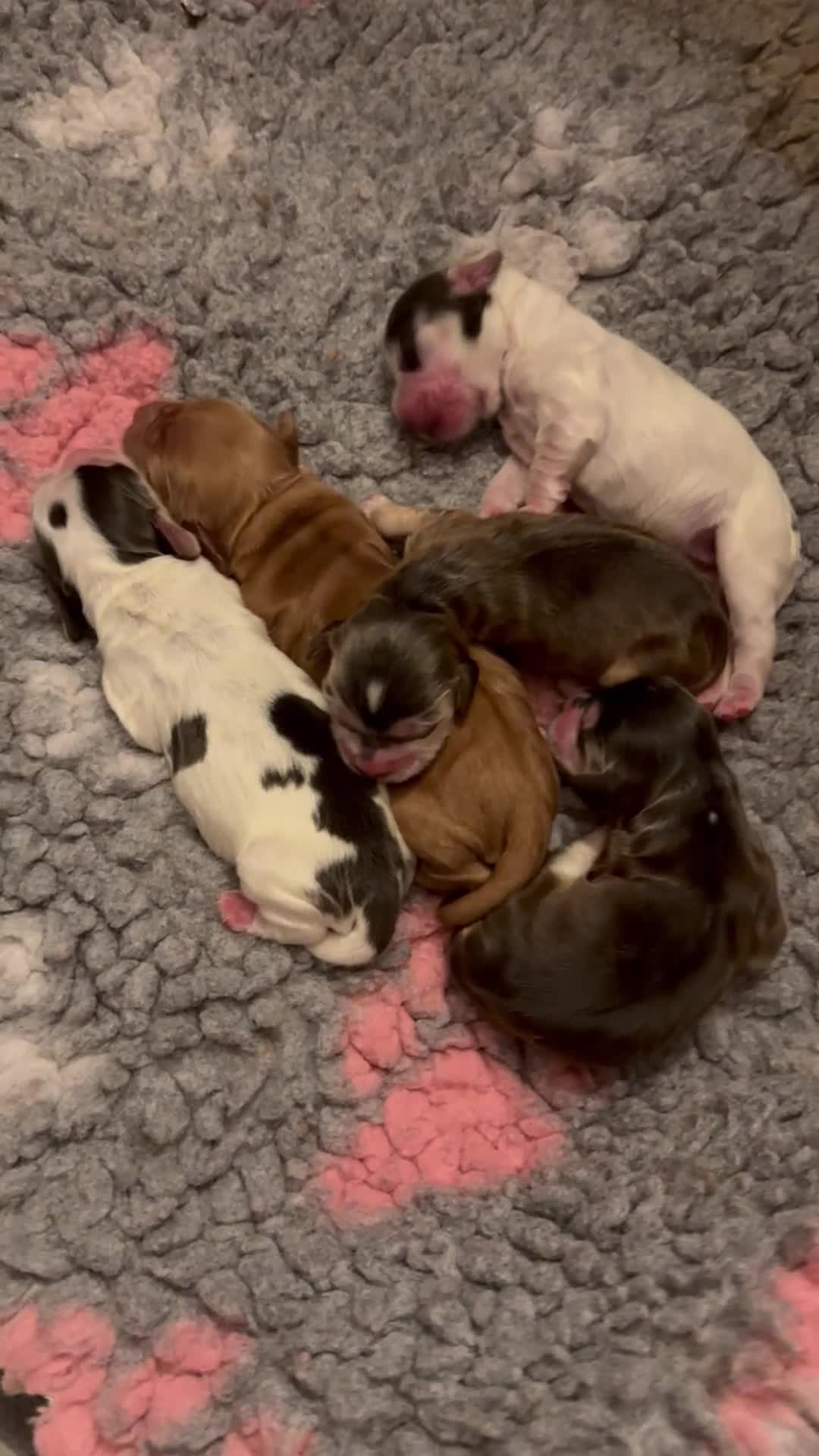 Cocker Spaniel dogs for sale: KC show sable cocker spaniels - Video 1