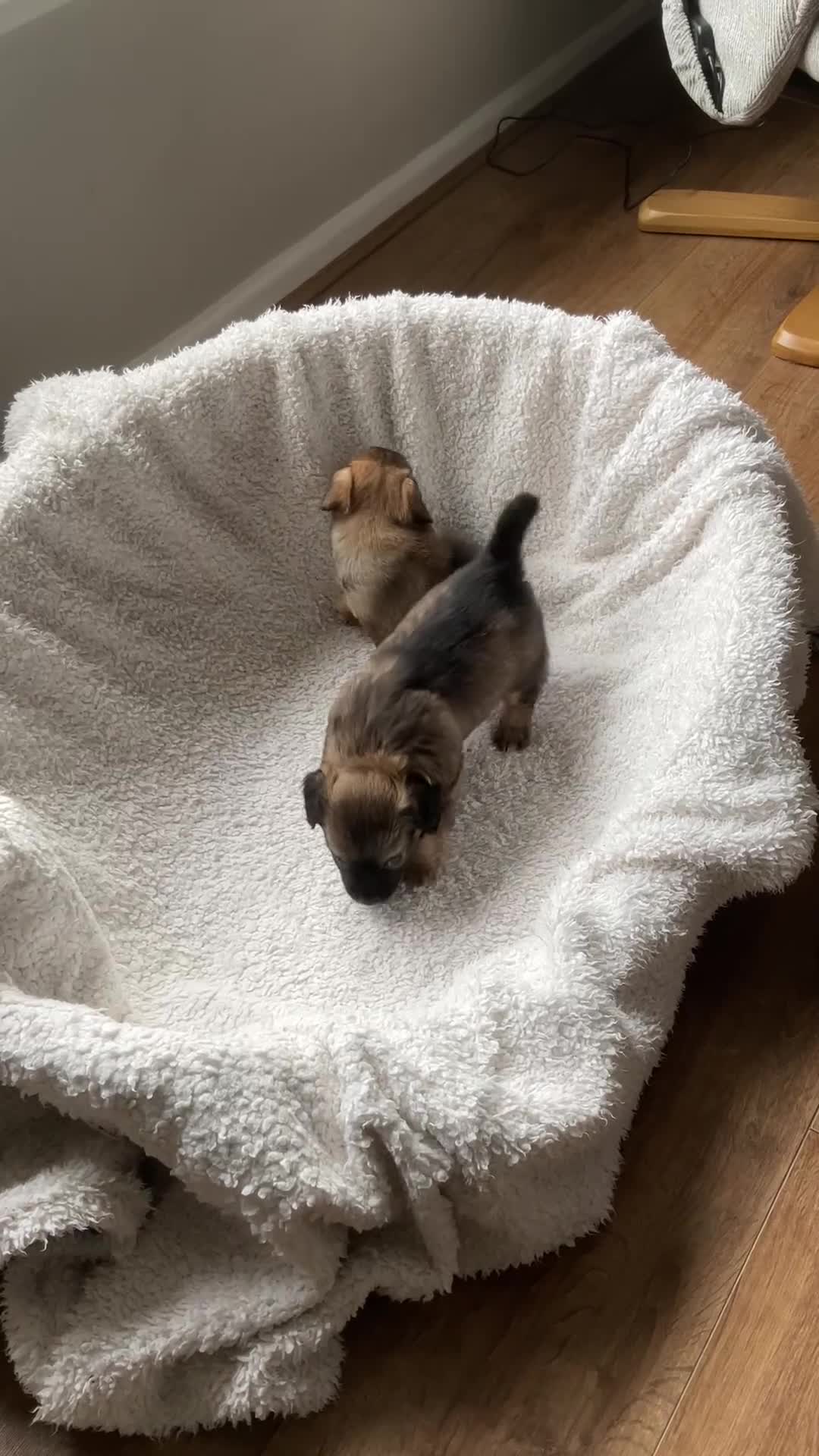 Chihuahua dogs for sale: Chihuahua Puppies  - Video 1