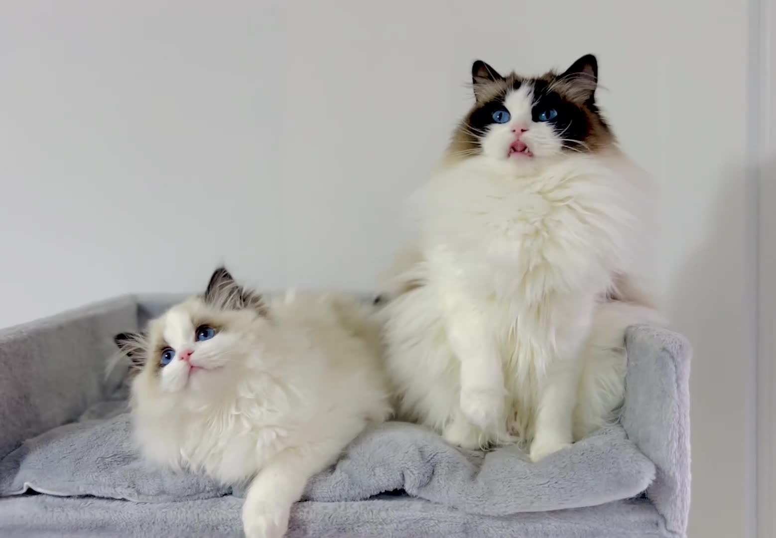 Ragdoll cats for sale: Dolly/baby face cuddling ragdoll boy - Video 1