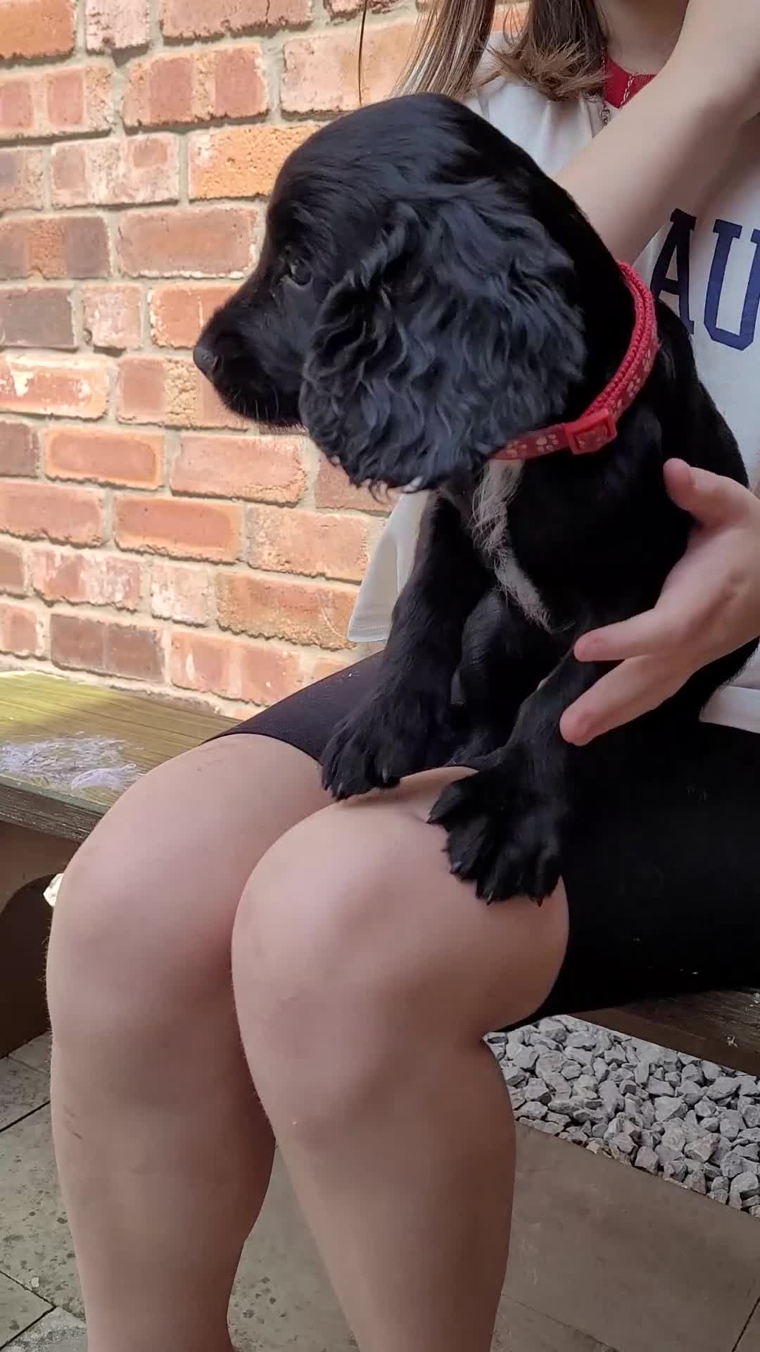 Cocker Spaniel dogs for sale: 'CHAMPION BRED!! 'COCKER SPANIEL' - Video 2