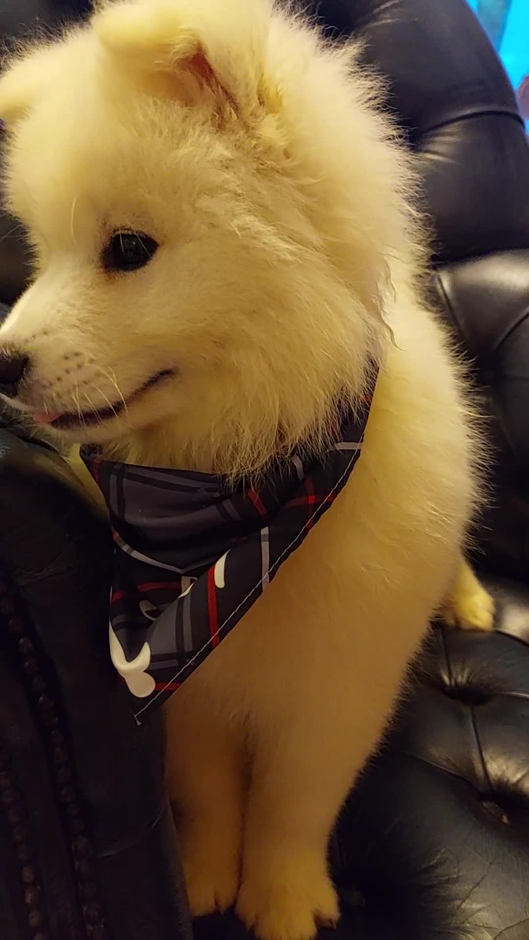 Samoyed dogs for sale: Samoyed puppies looking for the new loving  home - Video 1