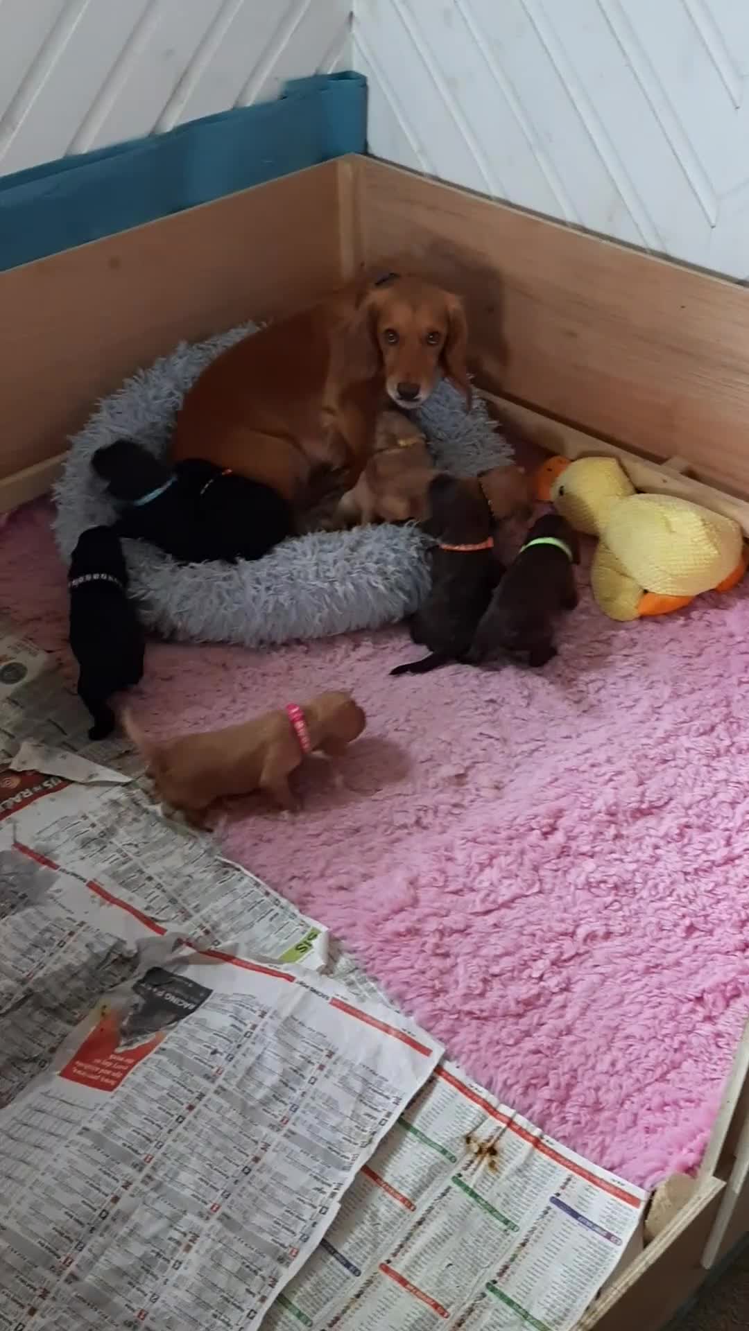 Cocker Spaniel dogs for sale: KC registered Working Cocker Spaniel pups - Video 2