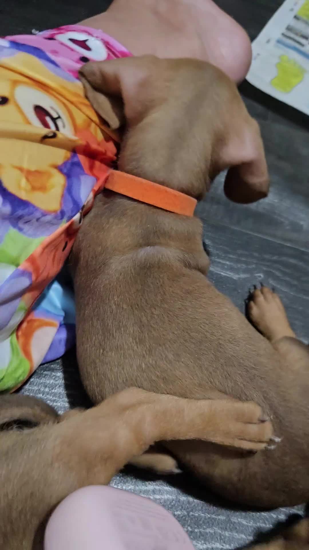 Dachshund dogs for sale: Dachshund  - Video 1