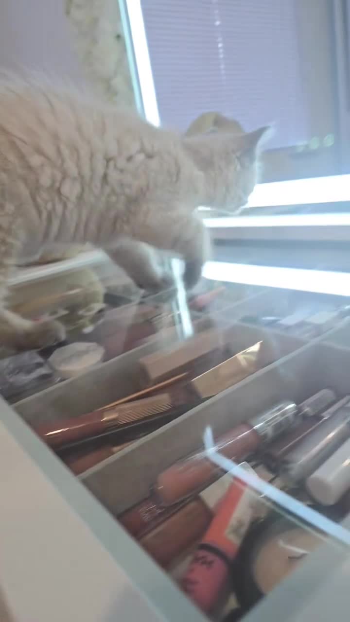 Ragdoll cats for sale: Ragdoll Kitten - Video 1