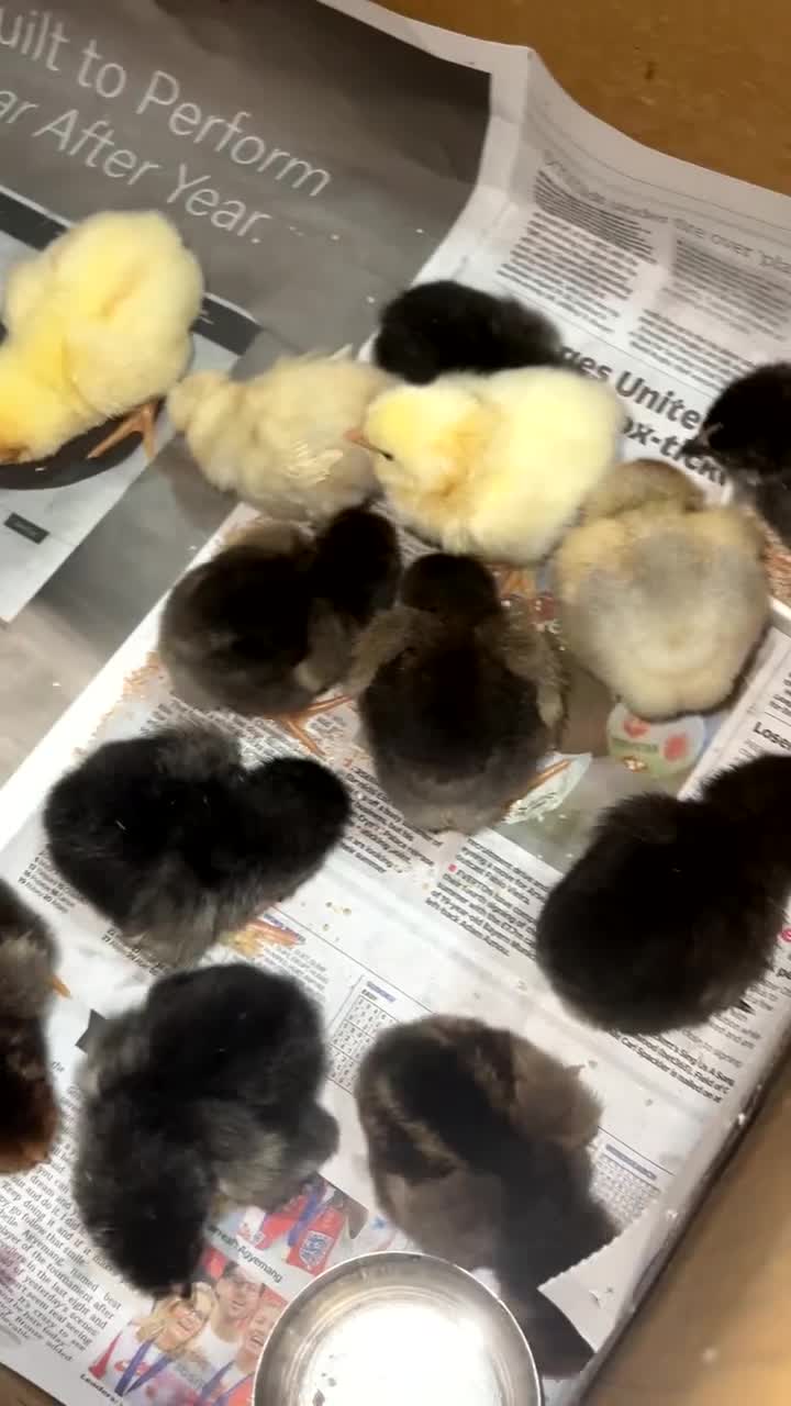 Chickens poultry for sale: 14x Day old PURE BREED chicks! - Video 1