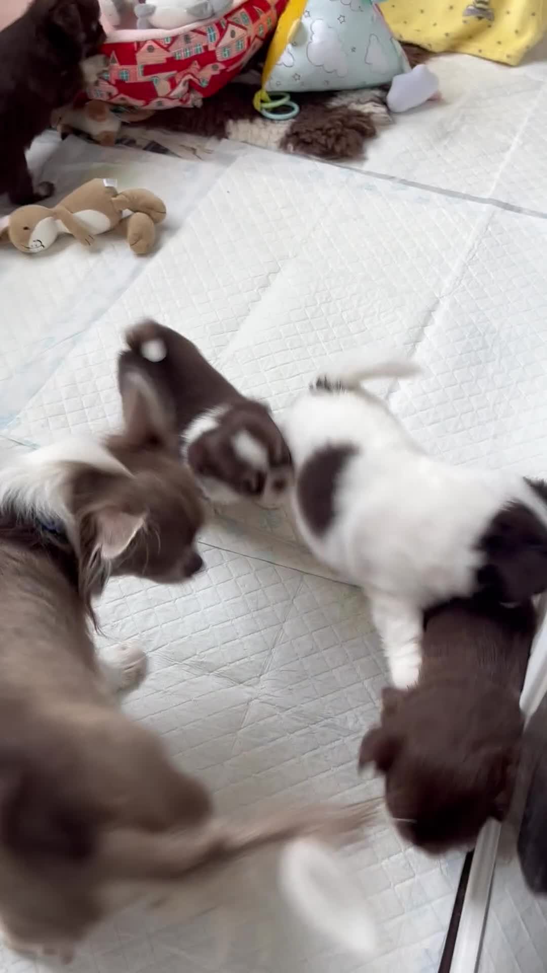 Chihuahua dogs for sale: chocolate tri long coat chihuahua puppies  - Video 2