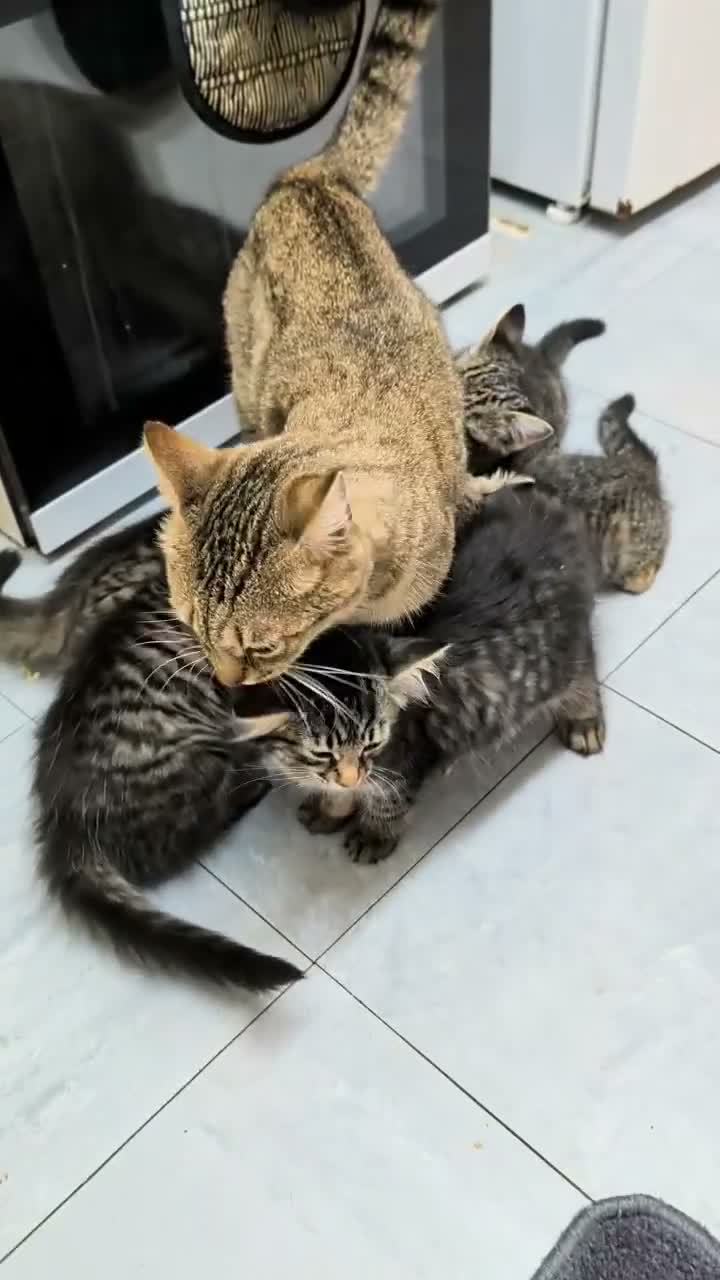 British Shorthair cats for sale: READY NOW 🩵🩷 - Video 1
